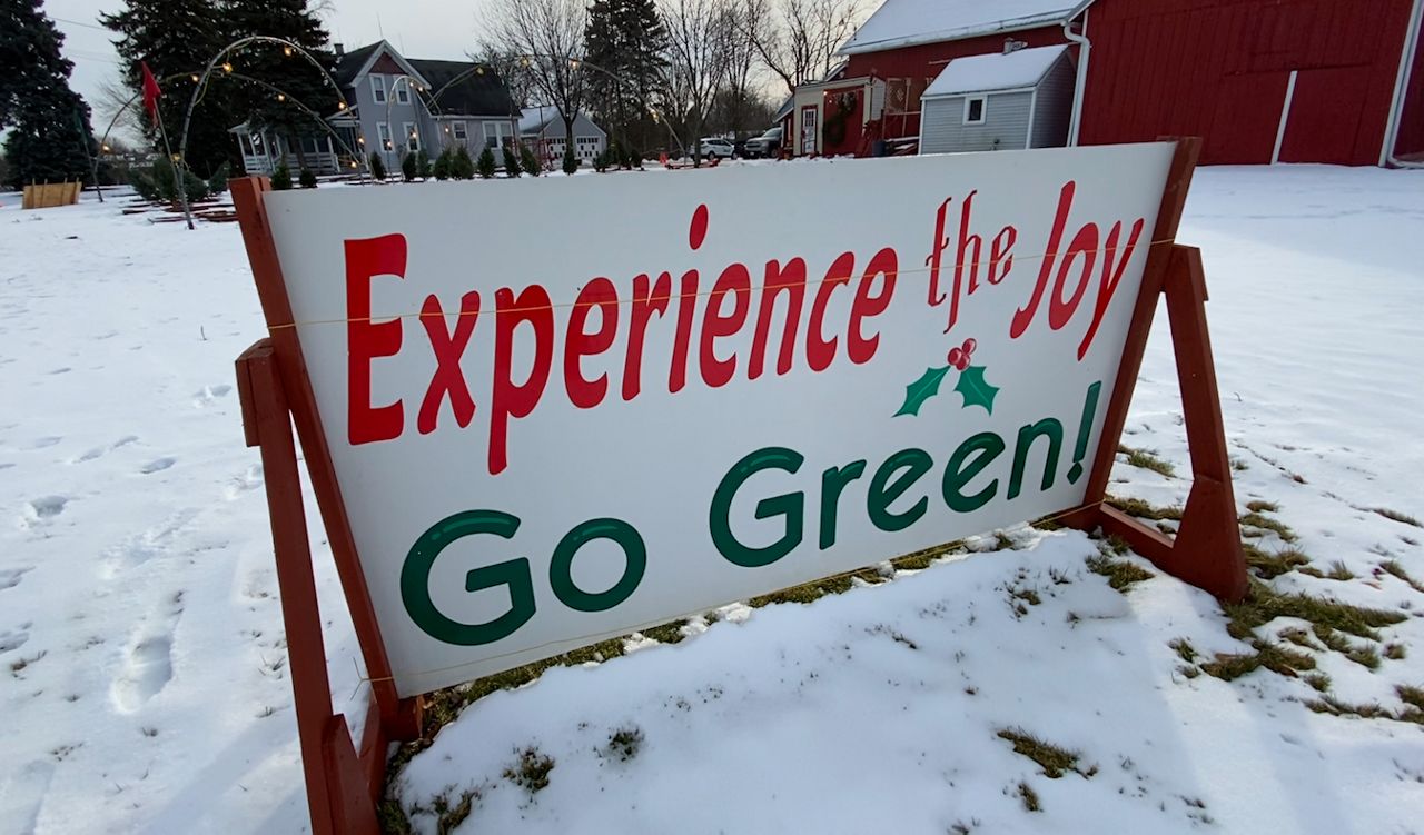 Wisconsin Christmas trees growers ready for a strong year